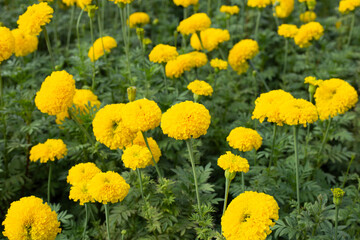 Yellow marigold flower in garden