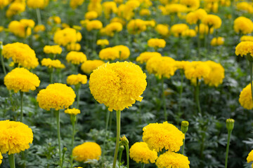 Yellow marigold flower in garden
