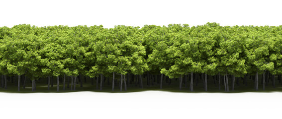 Obraz premium forest line with shadows under the trees, isolated on transparent background, 3D illustration, cg render