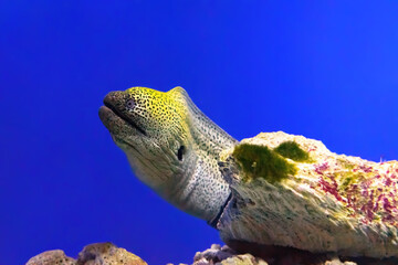 Gymnothorax kidako or kidako moray fish swimming out of its hiding place in aquarium, oceanarium pool with coral reef