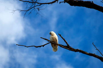 Salmon-Crested Cockatoo (Cacatua moluccensis)