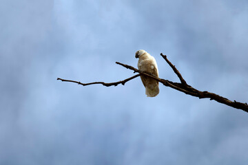 Salmon-Crested Cockatoo (Cacatua moluccensis)