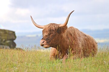 scottish highland cow Highland cattle
