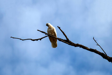 Salmon-Crested Cockatoo (Cacatua moluccensis)
