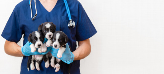 Veterinarian Doctor with stethoscope wearing blue uniform holding cute fluffy 3 three black and...