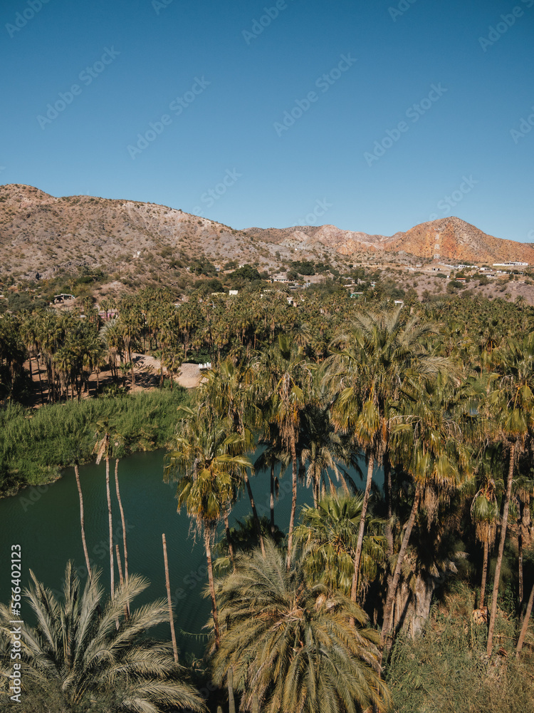 Canvas Prints Oasis in Mulegé, Baja California, Mexico