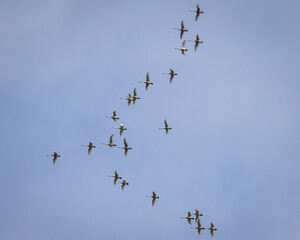Flock of Geese Flying in Formation