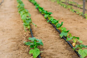 Cucumbers are planted under drip irrigation. Watering cucumbers in a greenhouse.