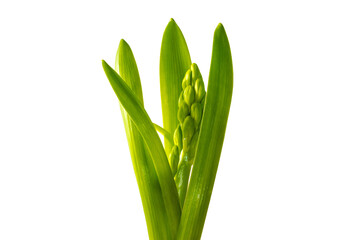 green hyacinth png background