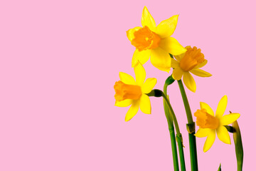 Yellow daffodils banner  on light pink background 