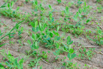Green peas grow in the field. Growing legumes. Agriculture.