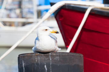 Bird, Ship, Rope Port Nostalgia / Seagull sitting on bollard at town harbor near moored red boat (copy space) - 566403794