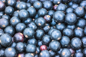 Raw blackcurrant background and texture. Lots of dark blue plucked freshly picked juicy sweet berries top view. Gardening, growing organic eco fruits at home garden. Farmer marker. Summer harvest.
