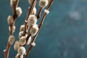 Pussy willow branches on blue blurred background