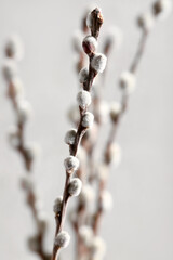 Pussy willow branches on white blurred background