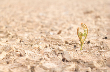 Close up young plant growing up on desolate land.New life concept.Small plants on the crack earth.fresh,seed,Photo fresh and new hopes  concept idea.