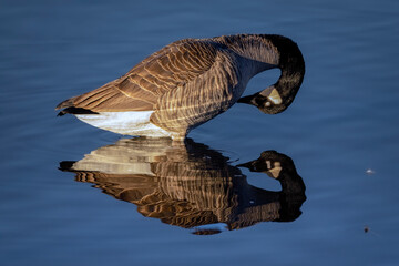 A Canada goose is carefully preening its feather, beautiful reflection in the water