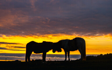 Fototapeta na wymiar Icelandic horses