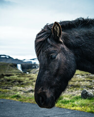 Fototapeta premium Icelandic horses