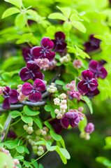 Akebia quinata dark-purple flowers with unfocused background. Close-up. Small unusual Chocolate vine purple flowers