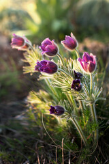 Prairie Crocus. Violet flowers close up