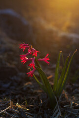 hyacinths with gentle pink  in sunset light