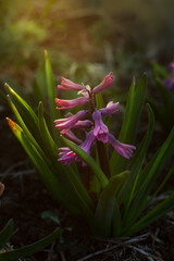 hyacinths with gentle pink  in sunset light