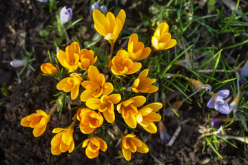 Crocus flowers in garden
