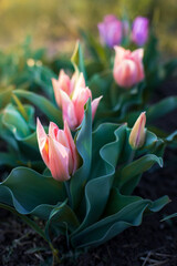 Beautiful tulips outdoor