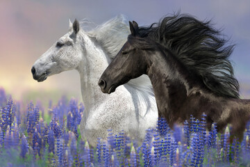 Horse  in blue lupine flowers