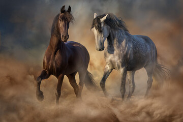Black and white horse trotting in dust
