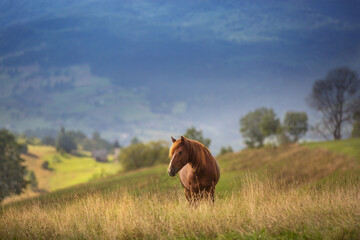 Beautiful horse on pasture against mountain view in sunset light
