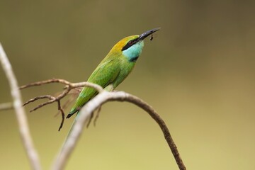 Vlha proměnliv&aacute; (Merops orientalis) Green bee-eater, sitting on the branch at Wilpattu park Sri Lanka
