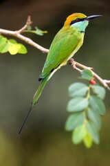 Vlha proměnlivá (Merops orientalis) Green bee-eater, sitting on the branch at Wilpattu park Sri Lanka