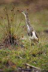 The Indian pond heron or paddybird (Ardeola grayii), Volavka Hnědohřbetá, Sri Lanka