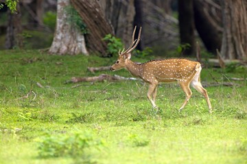 Axis, Axis indický, Spotted deer or Chital or axis axis at forest Sri Lanka,