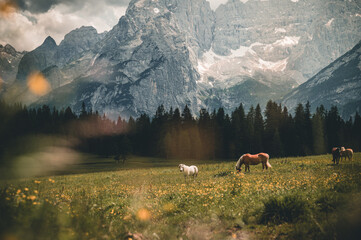 Wild horses in the dolomites on a summer day