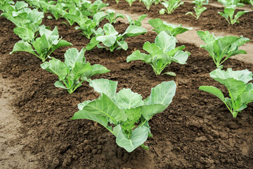 young cabbage grows in the garden after watering. cultivation of cabbage concept