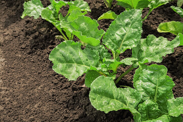 young sugar beet leaves grow on a vegetable farm. beet cultivation concept