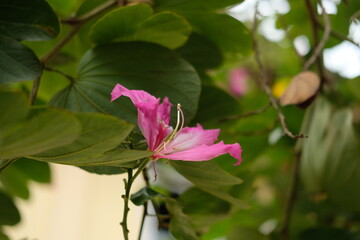Pink Bauhinia flower blooming, Closeup Purple Orchid Tree or Purple Bauhinia (Bauhinia purpurea L.). Image of petal, pollination pink colour flower it is beautiful natural