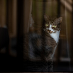 cat on the window