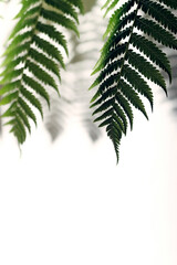 Selective focus image of fern leaves creating shadows against a white background with copy space. 