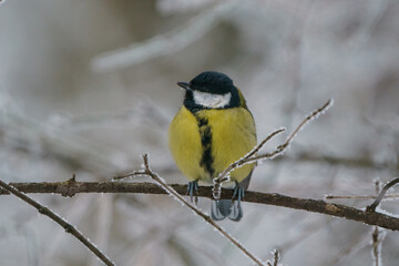 Obraz premium Great Tit, great titmouse, Parus major