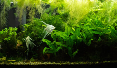 Planted freshwater aquarium with platinum angelfish