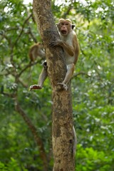 Portrait Toque Macaque, (Macaca sinica), makak bandar,  is a reddish-brown-coloured Old World monkey endemic to Sri Lanka, where it is known as the rilewa.