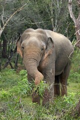 Adult Sri lankan elephant on the road. Sri Lankan elephant (Elephas maximus maximus). Yala National Park. Sri Lanka