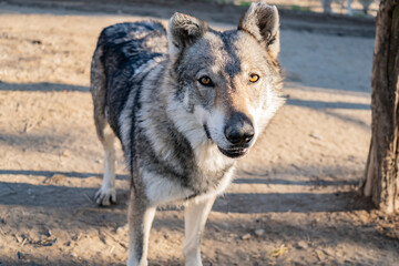 an adult wolf in the forest in summer