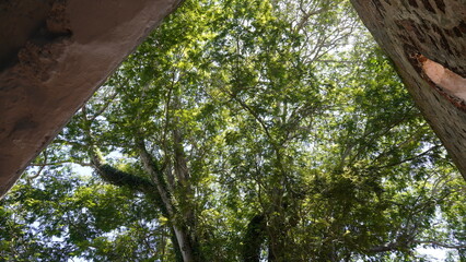 Fototapeta premium green tree in the forest