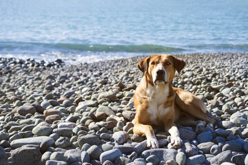 Ginger dog with white spots is resting on a pebble beach near the sea on a sunny day. Homeless street animals