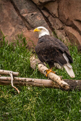 Bald eagle (Haliaeetus leucocephalus), Grizzly  Wolf Discovery Centre, Yellowstone National Park.
